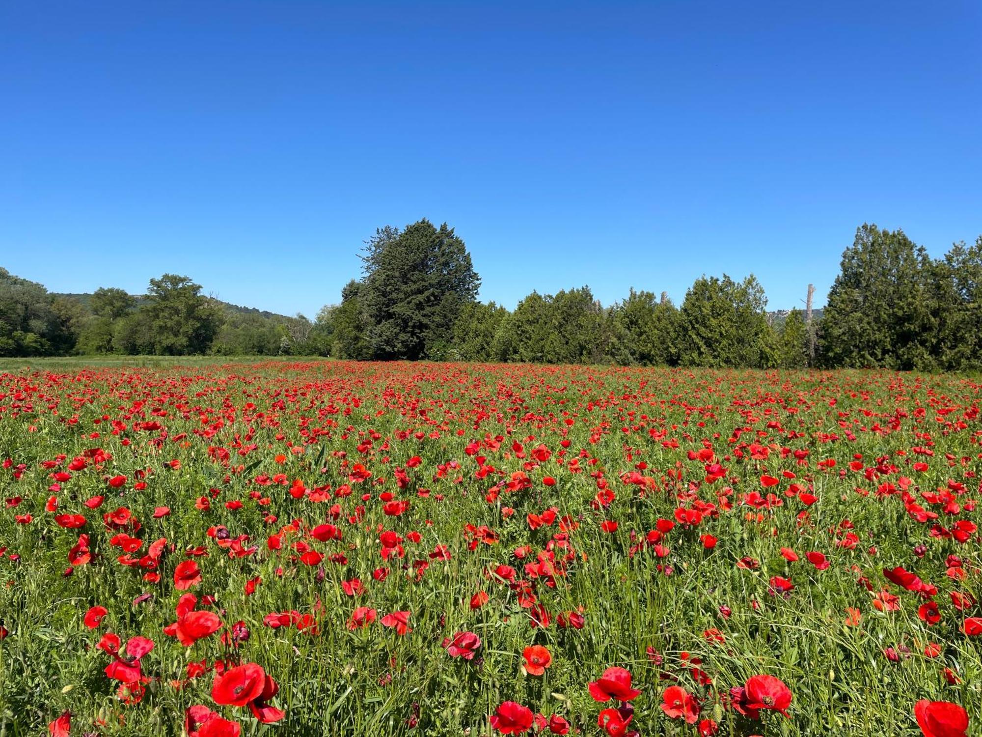 شقة O Coeur Des Ocres Roussillon en Isere المظهر الخارجي الصورة